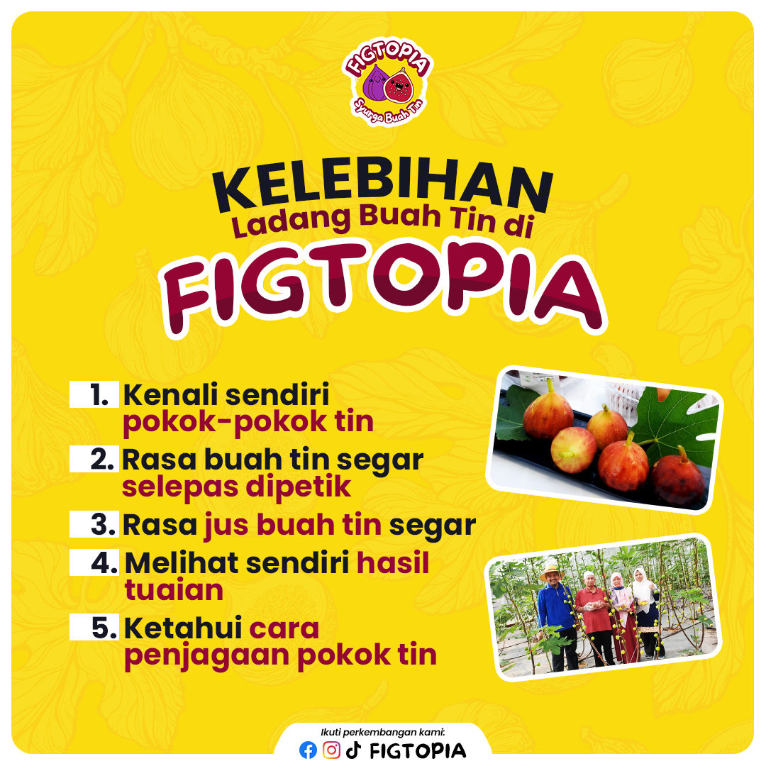 POSTER CONTENT FIGTOPIA, KELEBIHAN LADANG BUAH TIN DI FIGTOPIA